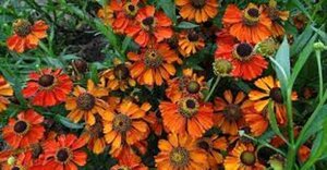 Helenium 'Kupferzwerg' geen maat specificatie 0,55L/P9cm