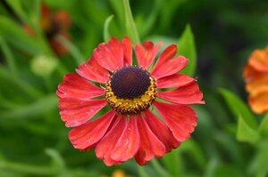 Helenium 'Kupferzwerg' geen maat specificatie 0,55L/P9cm - afbeelding 2
