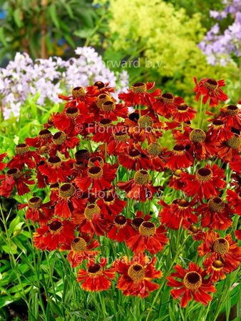 Helenium 'Moerheim Beauty' geen maat specificatie 0,55L/P9cm - afbeelding 4