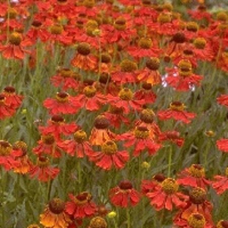 Helenium 'Moerheim Beauty' geen maat specificatie 0,55L/P9cm - afbeelding 4