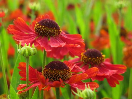 Helenium 'Moerheim Beauty' geen maat specificatie 0,55L/P9cm - afbeelding 5