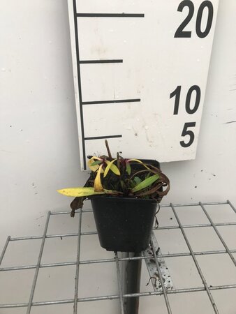 Helenium 'Moerheim Beauty' geen maat specificatie 0,55L/P9cm - afbeelding 8