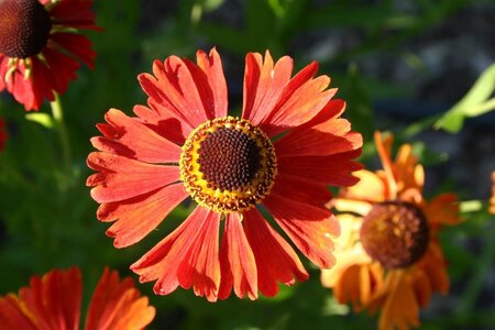 Helenium 'Moerheim Beauty' geen maat specificatie 0,55L/P9cm - afbeelding 4