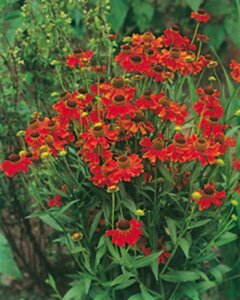 Helenium 'Moerheim Beauty' geen maat specificatie 0,55L/P9cm - afbeelding 6