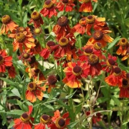 Helenium 'Moerheim Beauty' geen maat specificatie 0,55L/P9cm - afbeelding 7