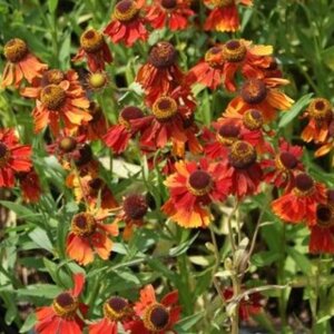 Helenium 'Moerheim Beauty' geen maat specificatie 0,55L/P9cm - afbeelding 7