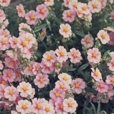 Helianthemum 'Lawrenson's Pink' geen maat specificatie 0,55L/P9cm - afbeelding 3