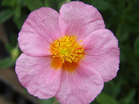 Helianthemum 'Lawrenson's Pink' geen maat specificatie 0,55L/P9cm - afbeelding 4