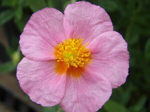 Helianthemum 'Lawrenson's Pink' geen maat specificatie 0,55L/P9cm - afbeelding 4