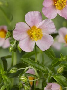 Helianthemum 'Lawrenson's Pink' geen maat specificatie 0,55L/P9cm - afbeelding 5