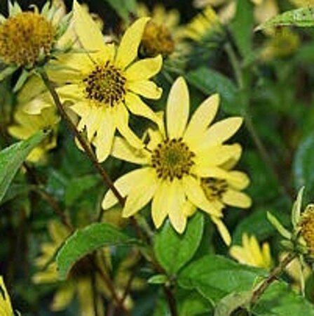 Helianthus 'Lemon Queen' geen maat specificatie 0,55L/P9cm - afbeelding 1