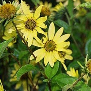 Helianthus 'Lemon Queen' geen maat specificatie 0,55L/P9cm - afbeelding 1