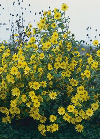 Helianthus 'Lemon Queen' geen maat specificatie 0,55L/P9cm - afbeelding 2