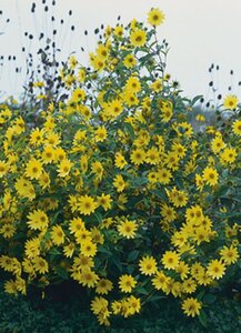 Helianthus 'Lemon Queen' geen maat specificatie 0,55L/P9cm - afbeelding 2