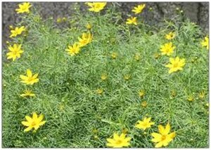 Helianthus salicifolius geen maat specificatie 0,55L/P9cm - afbeelding 2