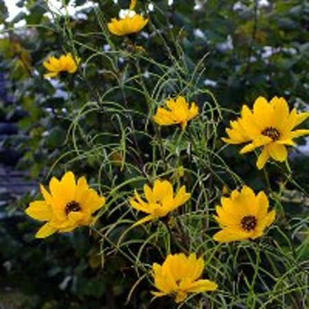 Helianthus salicifolius geen maat specificatie 0,55L/P9cm - afbeelding 3
