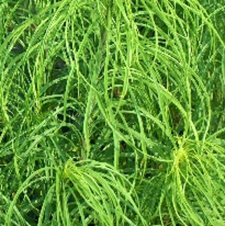 Helianthus salicifolius geen maat specificatie 0,55L/P9cm - afbeelding 6