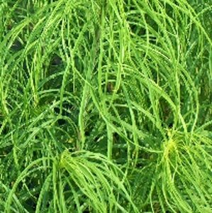 Helianthus salicifolius geen maat specificatie 0,55L/P9cm - afbeelding 6