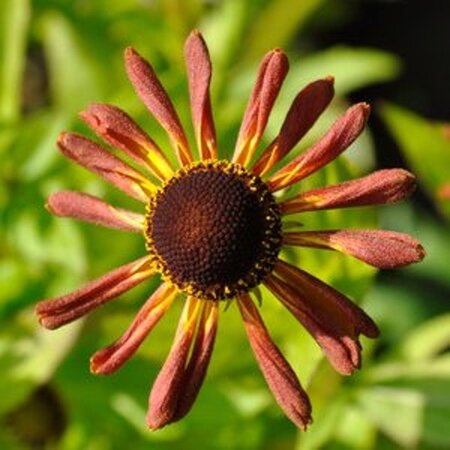 Helenium 'Loysder Wieck' geen maat specificatie 0,55L/P9cm - afbeelding 1