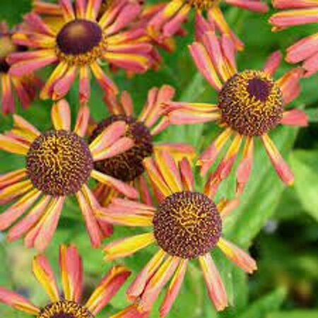 Helenium 'Loysder Wieck' geen maat specificatie 0,55L/P9cm - afbeelding 2