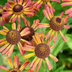 Helenium 'Loysder Wieck' geen maat specificatie 0,55L/P9cm - afbeelding 2