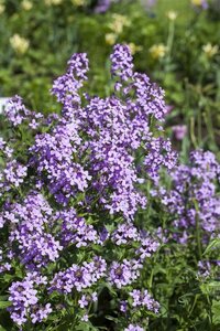 Hesperis matronalis geen maat specificatie 0,55L/P9cm