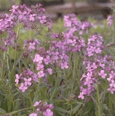 Hesperis matronalis geen maat specificatie 0,55L/P9cm - afbeelding 5