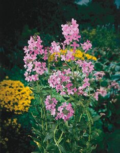 Hesperis matronalis geen maat specificatie 0,55L/P9cm - afbeelding 6