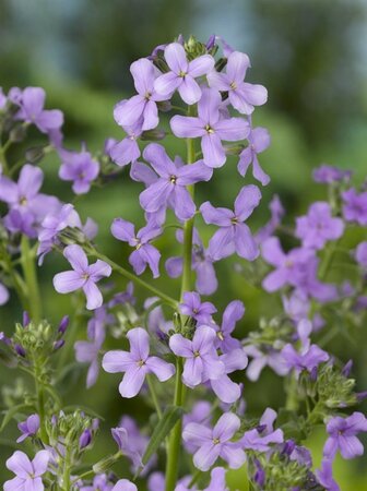 Hesperis matronalis geen maat specificatie 0,55L/P9cm - afbeelding 7