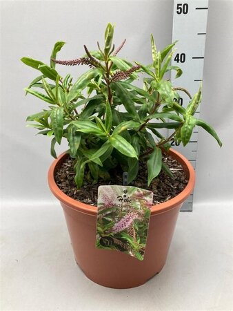 Hebe 'Midsummer Beauty' geen maat specificatie cont. 10L - afbeelding 1