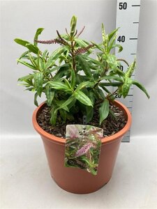 Hebe 'Midsummer Beauty' geen maat specificatie cont. 10L