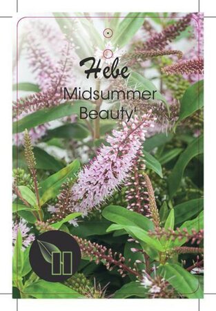 Hebe 'Midsummer Beauty' geen maat specificatie cont. 10L - afbeelding 2