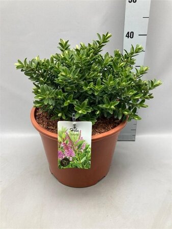 Hebe 'Mette' geen maat specificatie cont. 10L - afbeelding 1