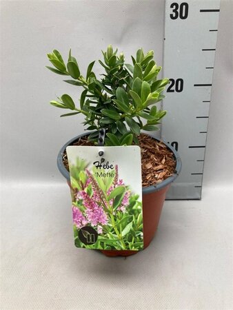 Hebe 'Mette' geen maat specificatie cont. 2,0L - afbeelding 2