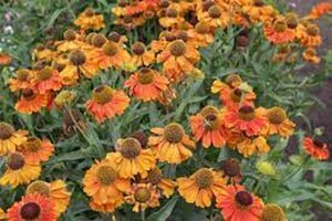 Helenium Mardi Gras geen maat specificatie 0,55L/P9cm