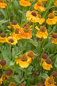 Helenium Mardi Gras geen maat specificatie 0,55L/P9cm - afbeelding 2