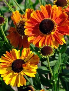 Helenium Mardi Gras geen maat specificatie 0,55L/P9cm - afbeelding 3