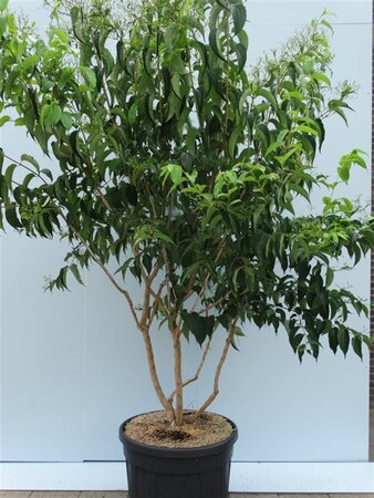 Heptacodium miconioides 175-200 cm cont. 90L meerstammig - afbeelding 3