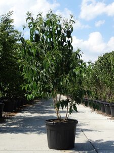Heptacodium miconioides 175-200 cm cont. 90L meerstammig