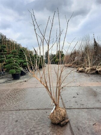 Heptacodium miconioides 175-200 cm WRB