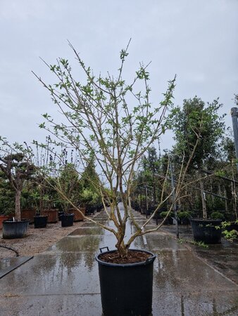 Heptacodium miconioides 200-250 cm container meerstammig - afbeelding 9