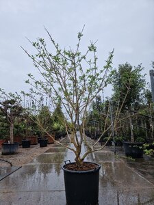 Heptacodium miconioides 200-250 cm container meerstammig - afbeelding 9