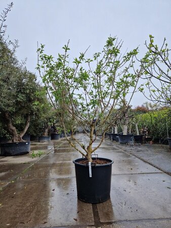 Heptacodium miconioides 200-250 cm container meerstammig - afbeelding 8