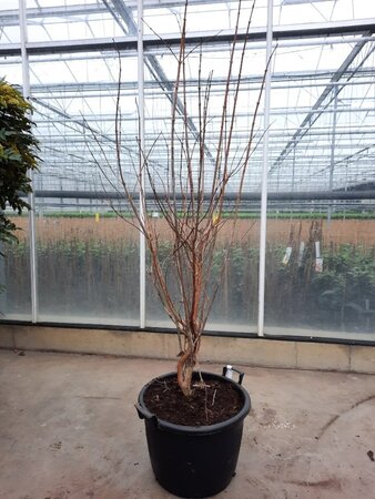 Heptacodium miconioides 200-250 cm container meerstammig - afbeelding 7