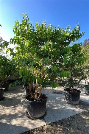 Heptacodium miconioides 200-250 cm container meerstammig - afbeelding 5