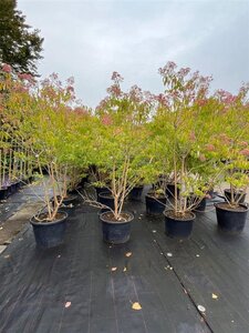 Heptacodium miconioides 200-250 cm container meerstammig - afbeelding 10