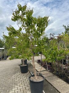 Heptacodium miconioides 200-250 cm container meerstammig - afbeelding 11