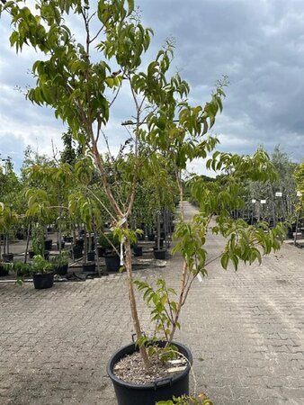 Heptacodium miconioides 200-250 cm container multi-stem - image 2