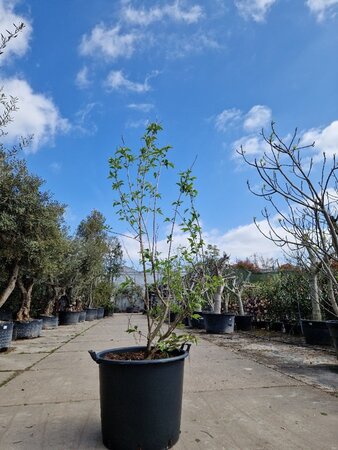 Heptacodium miconioides 200-250 cm container multi-stem - image 2