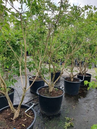 Heptacodium miconioides 200-250 cm container multi-stem - image 11
